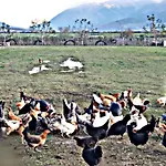 Life On The Farm Camping Nepravishte